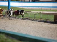 Flagler Dog Track & Sports Entertainment Center 